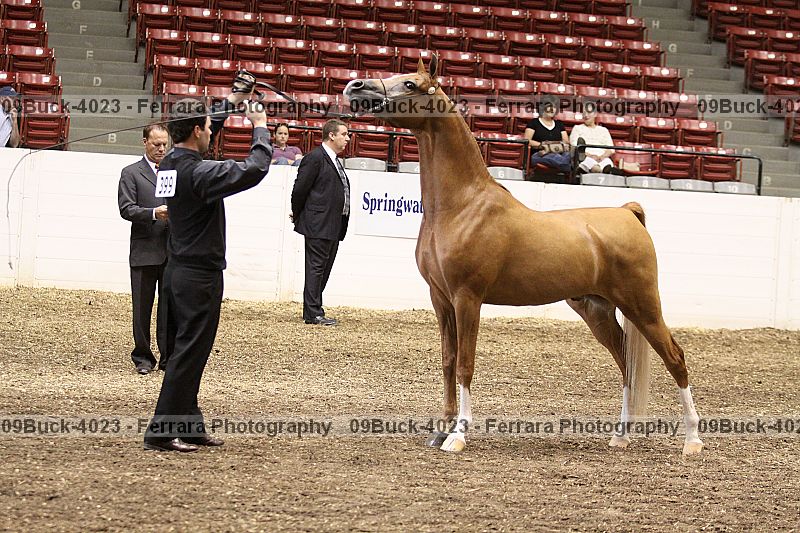 Proof 09buck-4023