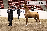 09buck-4023 proof
