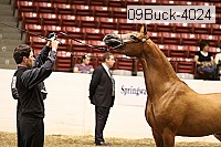 09buck-4024 proof