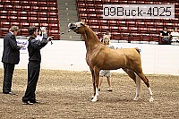 09buck-4025 proof
