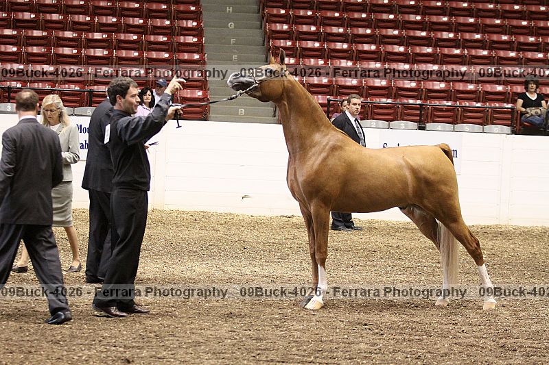 Proof 09buck-4026