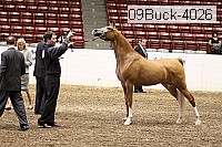 09buck-4026 proof