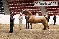 09buck-4027 proof