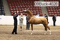 09buck-4028 proof