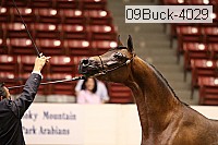 09buck-4029 proof