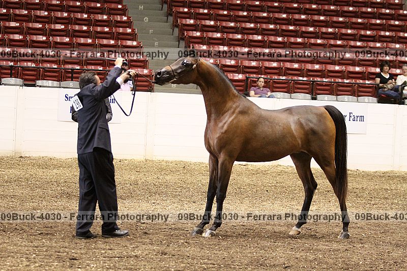 Proof 09buck-4030