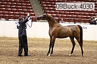 09buck-4030 proof