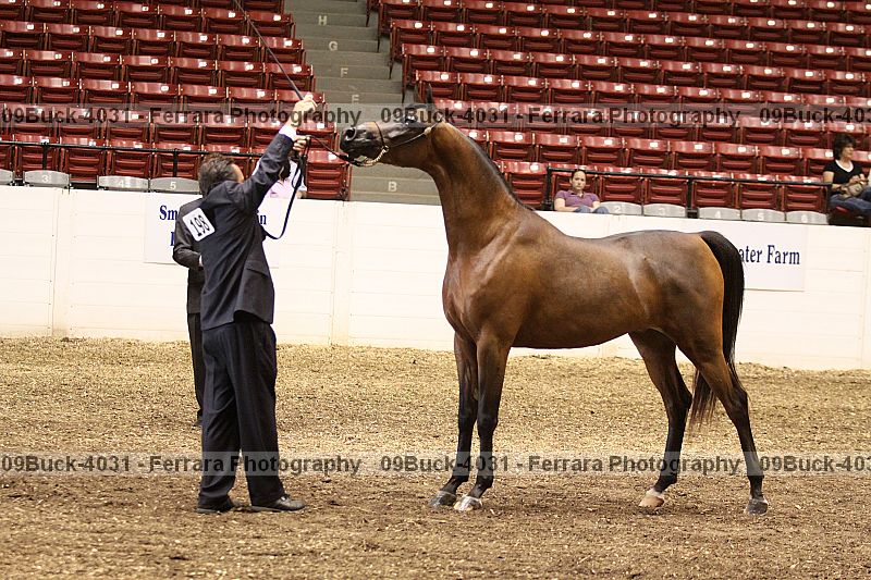 Proof 09buck-4031
