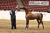 09buck-4031 proof