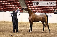09buck-4032 proof