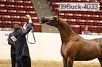 09buck-4033 proof