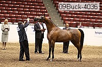 09buck-4036 proof