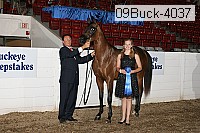 09buck-4037 proof