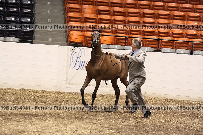 Proof 09buck-4041