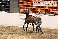 09buck-4041 proof