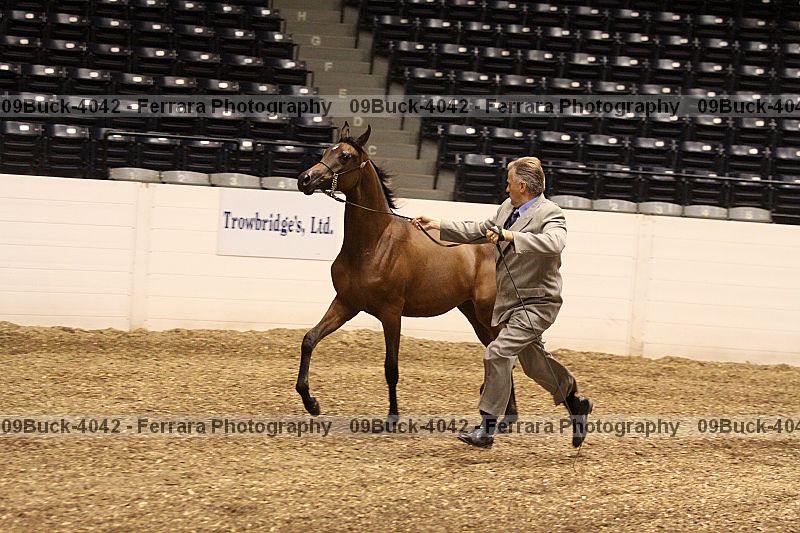 Proof 09buck-4042
