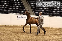 09buck-4042 proof