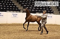 09buck-4043 proof