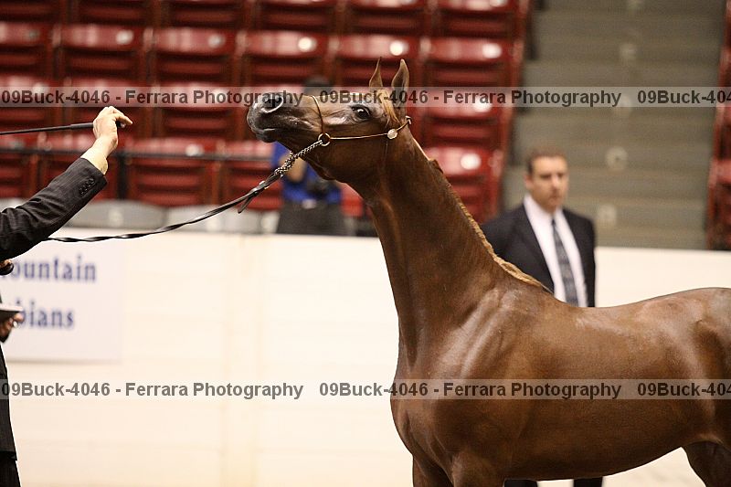 Proof 09buck-4046