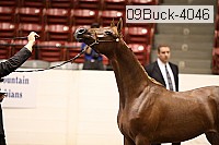 09buck-4046 proof