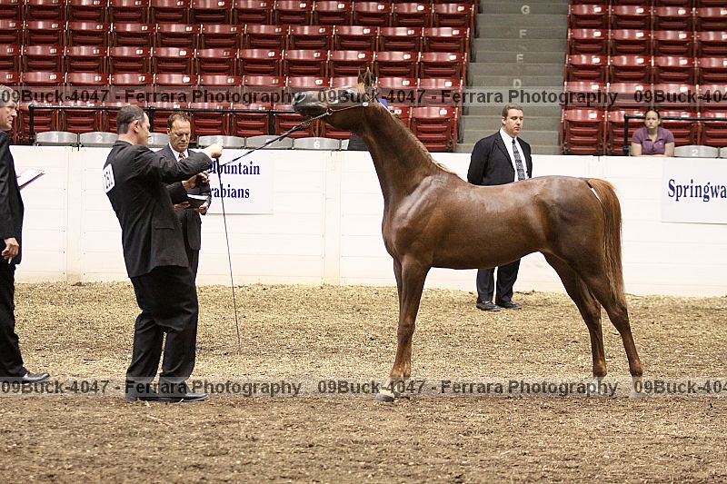 Proof 09buck-4047