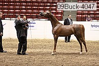 09buck-4047 proof