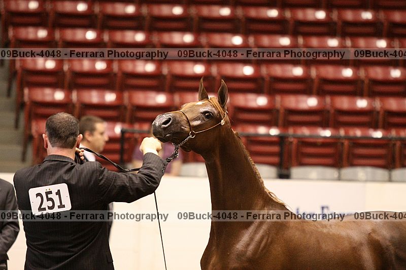 Proof 09buck-4048