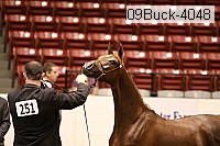 09buck-4048 proof