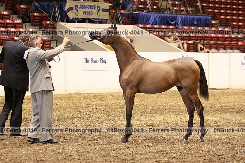 Proof 09buck-4049