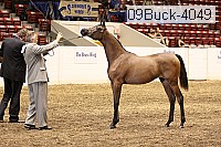 09buck-4049 proof