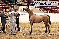 09buck-4050 proof