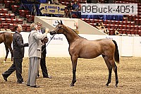 09buck-4051 proof