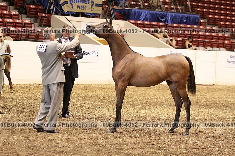 Proof 09buck-4052
