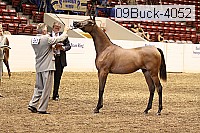 09buck-4052 proof