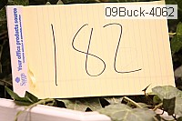 09buck-4062 proof