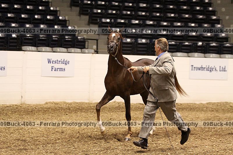 Proof 09buck-4063