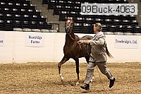 09buck-4063 proof
