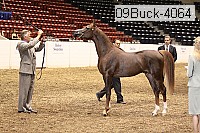 09buck-4064 proof
