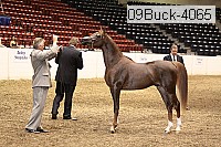 09buck-4065 proof