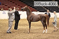 09buck-4066 proof
