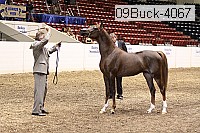 09buck-4067 proof