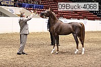 09buck-4068 proof