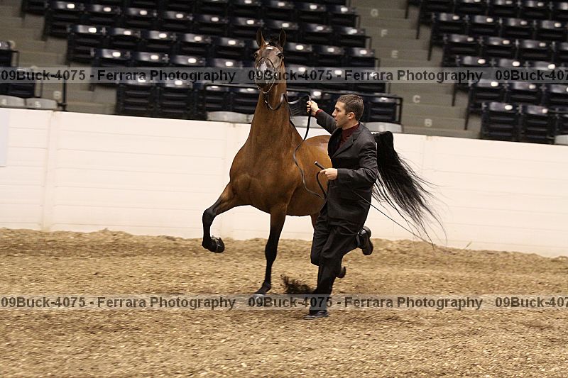 Proof 09buck-4075