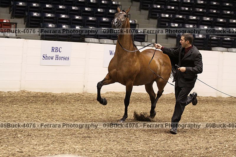 Proof 09buck-4076