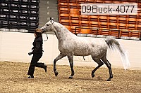 09buck-4077 proof