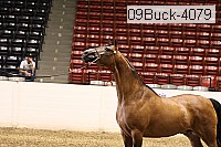 09buck-4079 proof