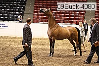 09buck-4080 proof