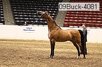 09buck-4081 proof