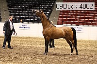 09buck-4082 proof