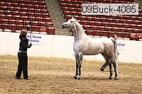 09buck-4085 proof